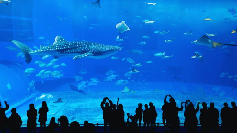 Seoul: Lotte World Aquarium Ticket - Starting at the 25-meter ocean ecology tank