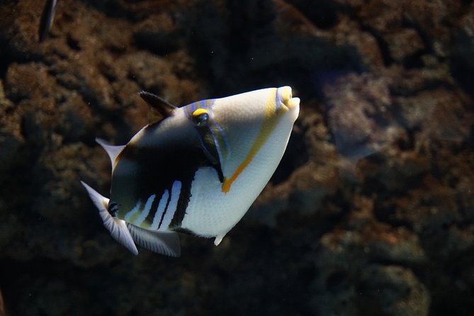 Seville Aquarium Admission Ticket - Jellyfish, seahorses, and smaller displays