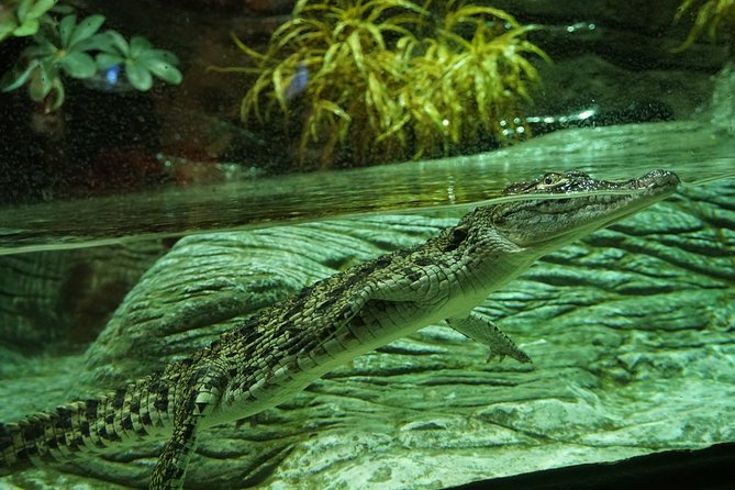 Seville Aquarium Admission Ticket - How long the visit takes and when it works best