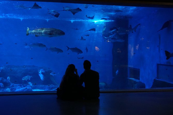 Seville Aquarium Admission Ticket - Getting to the aquarium from central Seville