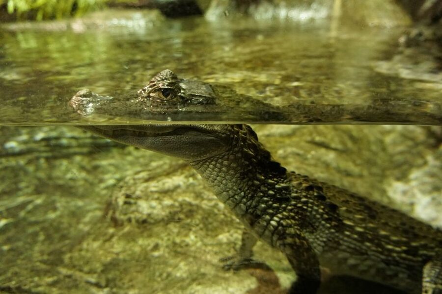 Seville Aquarium Admission Ticket - What the $20 admission gets you