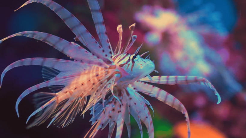 Shanghai: The Marine Wonders at Shanghai Ocean Aquarium - Key points at a glance