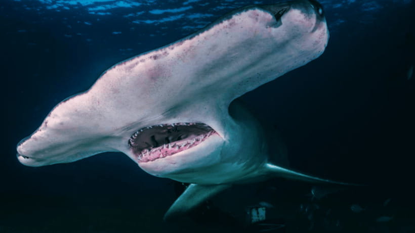 Shanghai: The Marine Wonders at Shanghai Ocean Aquarium - Start with the World Beneath the Glass