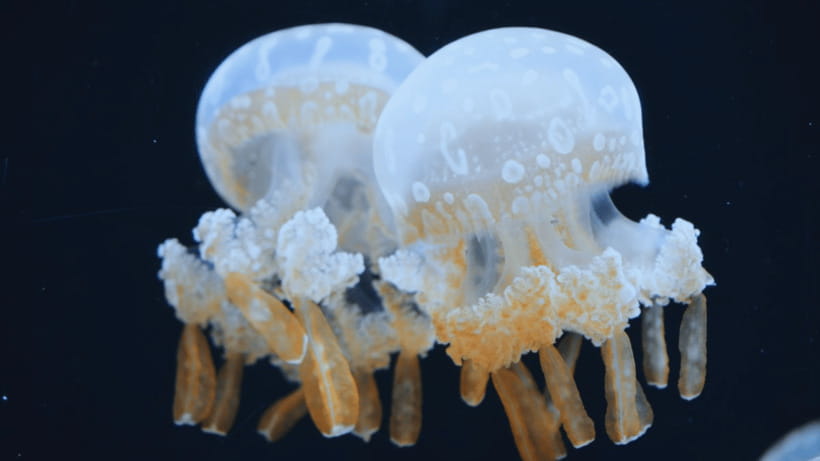 Shanghai: The Marine Wonders at Shanghai Ocean Aquarium - The Price: Good Value for a Longer Indoor Visit
