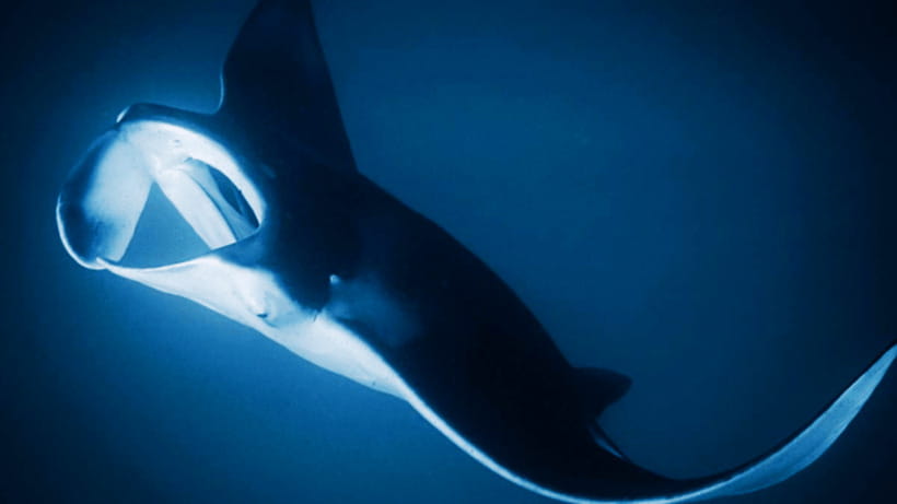 Shanghai: The Marine Wonders at Shanghai Ocean Aquarium - Timing, Entry Rules, and Access