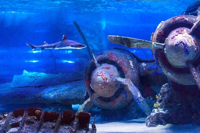 Side: Antalya Aquarium Ticket With Optional Transfer - What this Antalya Aquarium outing really offers