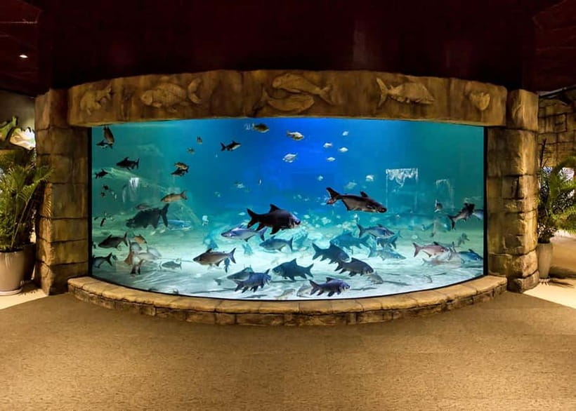 Siem Reap: Angkor Wildlife & Aquarium Entrance Ticket - The aquarium zone and its local fish focus
