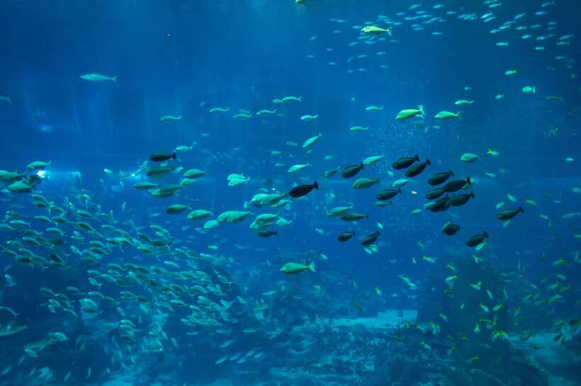 Singapore: Singapore Oceanarium Entrance E-Ticket - Planning the visit around the e-ticket