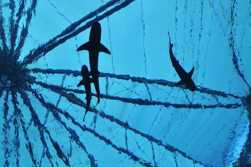Singapore: Singapore Oceanarium Entrance E-Ticket - Who gets the best value from this visit