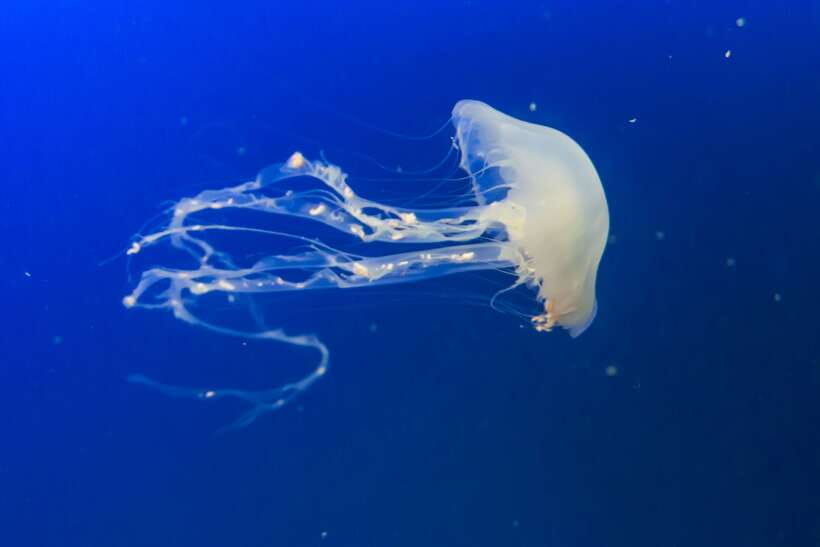 Singapore: Singapore Oceanarium Entrance E-Ticket - When the $39 price makes sense