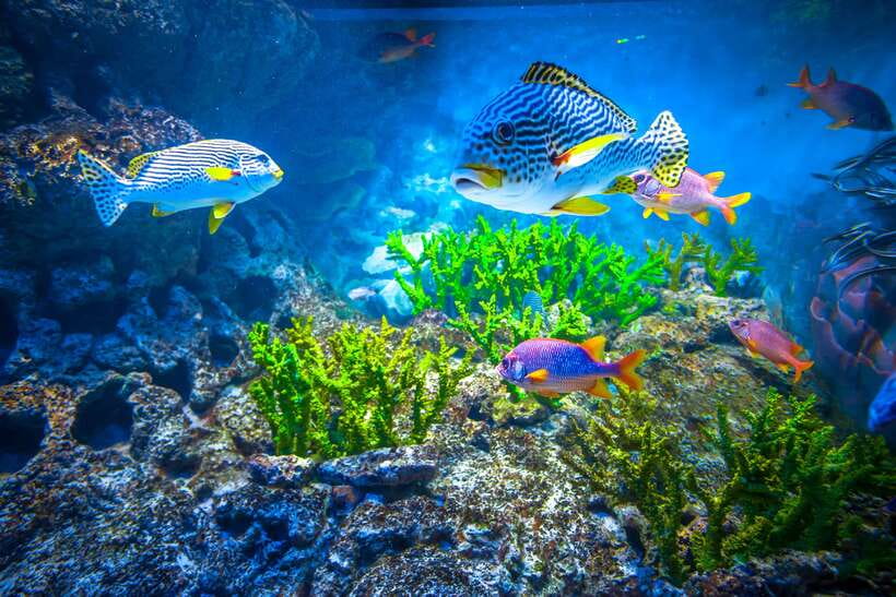 Singapore: Singapore Oceanarium Entrance E-Ticket - A sensible day plan inside the oceanarium