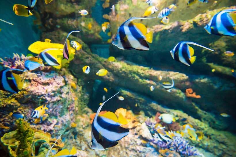 Singapore: Singapore Oceanarium Entrance E-Ticket - Should you book Singapore Oceanarium?