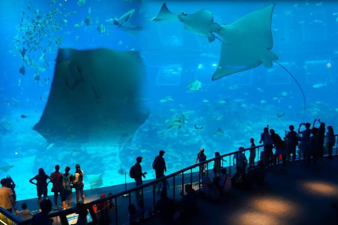Singapore Universal Studio & S.E.A Aquarium-COMBO One-Day Pass(Shared transfer) - Height rules and comfort matter at the theme park