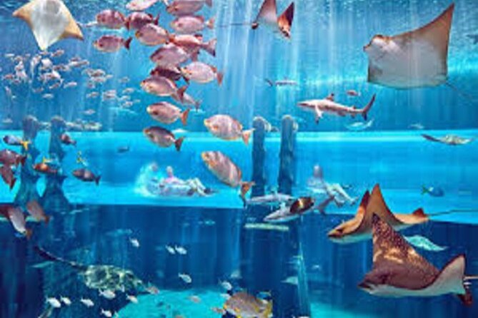 Skip The Line : Atlantis Lost Chambers Aquarium - Choosing the best time to visit