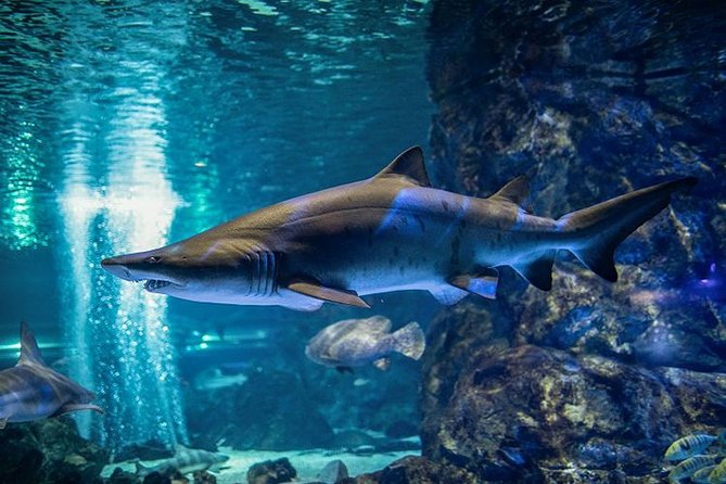 Skip the Line: The Greatest Urban Aquarium COEX Ticket(내국인불가) - What you actually see inside COEX Aquarium