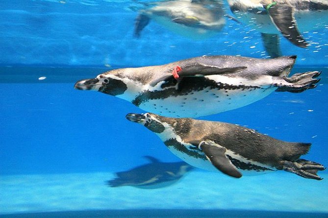 Skip the Line: The Greatest Urban Aquarium COEX Ticket(내국인불가) - Who will enjoy this aquarium most?