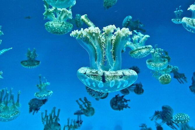 Skip the Ticketing Line: Aquarium of the Pacific General Admission Ticket - Key Things To Know Before You Go
