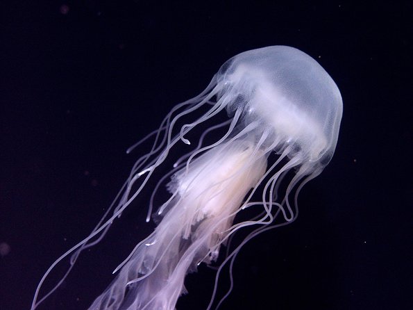 Skip the Ticketing Line: Aquarium of the Pacific General Admission Ticket - Entering With the Mobile Ticket