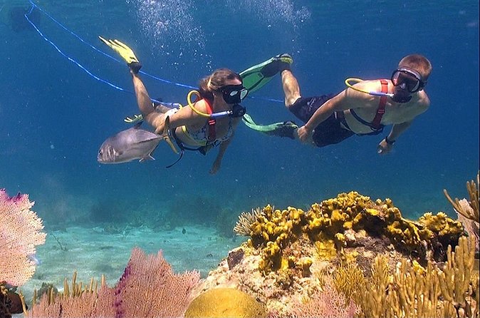Snuba Adventure at Coral World Ocean Park - The price and the practical value