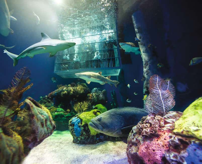 Springfield: Wonders of Wildlife National Museum & Aquarium - Key points to know before you go