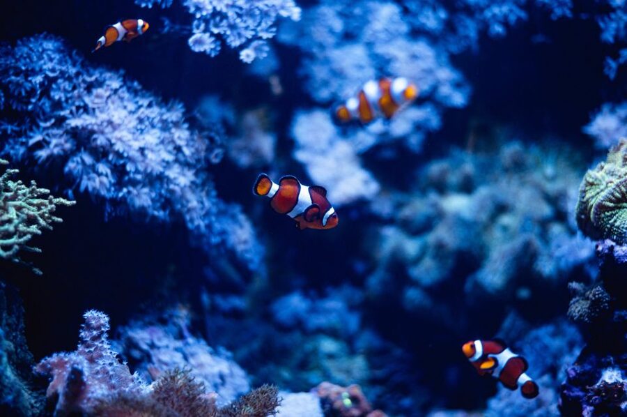 St Paul's Bay: Malta National Aquarium Entry Ticket - Key points to know before you go