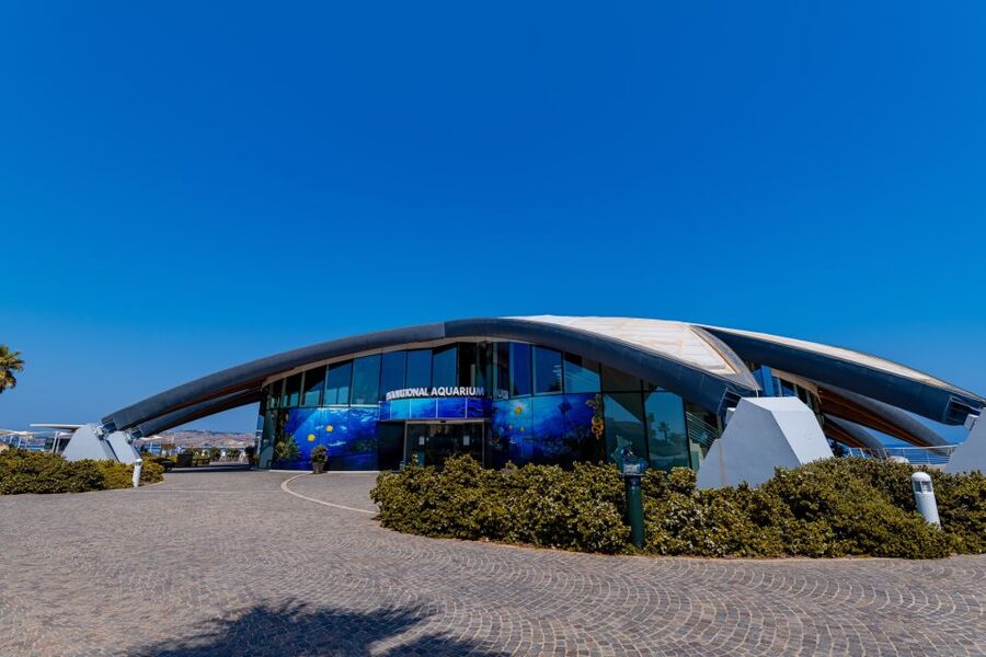 St Paul's Bay: Malta National Aquarium Entry Ticket - The walk-through tunnel and larger marine life