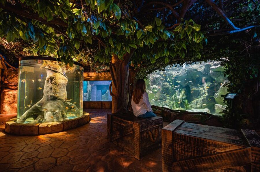 St Paul's Bay: Malta National Aquarium Entry Ticket - Fifty-one tanks, from Malta to the wider world