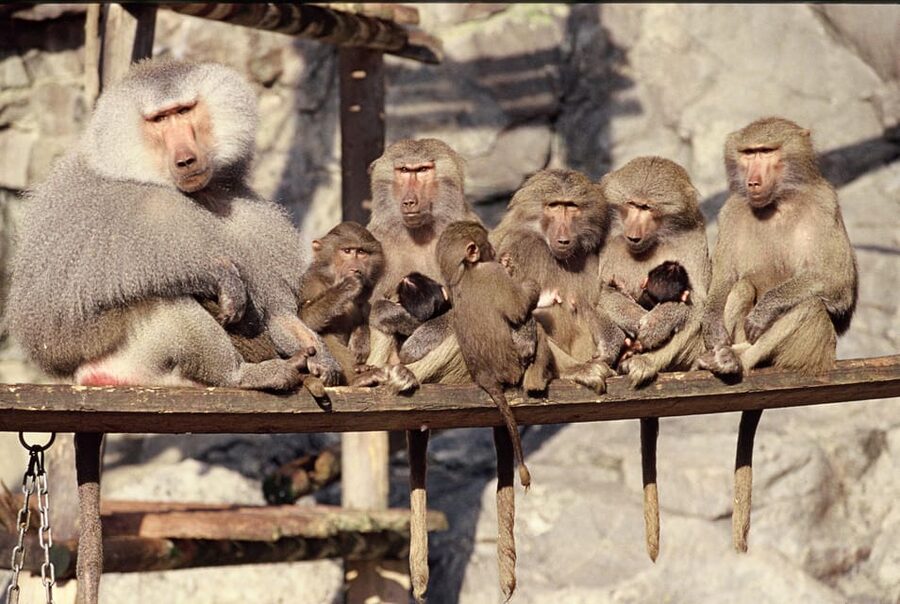 Stockholm: The Skansen Aquarium Entry Ticket - How much time should you allow?