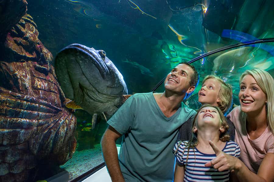 Sunshine Coast: SEA LIFE Sunshine Coast Entry Ticket - Key things to know before you go
