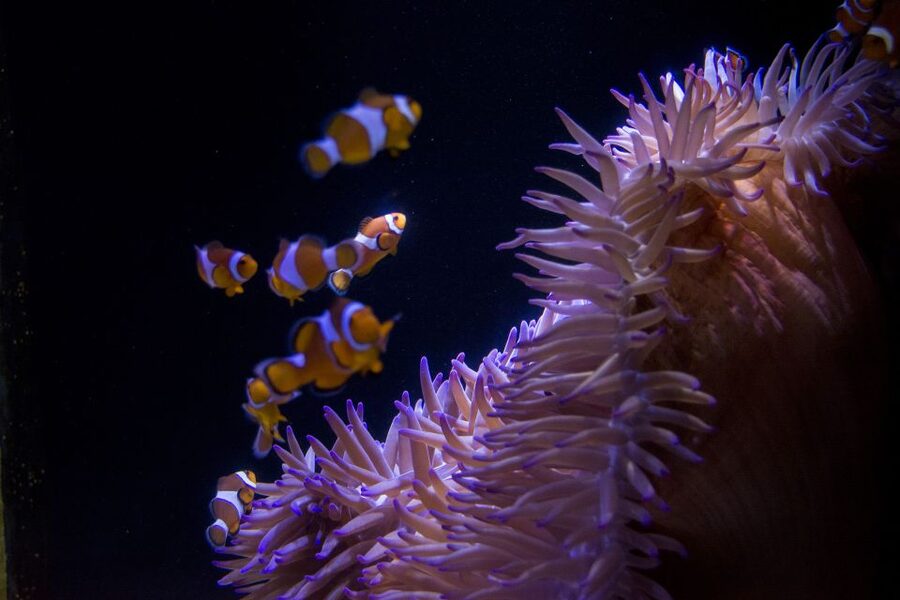 Sunshine Coast: SEA LIFE Sunshine Coast Entry Ticket - Conservation is part of the visit
