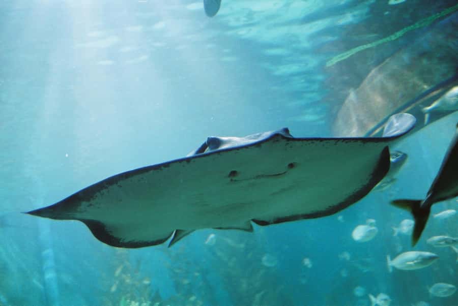 Sunshine Coast: SEA LIFE Sunshine Coast Entry Ticket - Meet seals, otters, and sharks