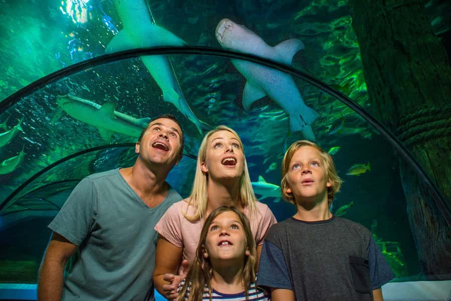 Sunshine Coast: SEA LIFE Sunshine Coast Entry Ticket - See coral gardens in the Pacific Reef