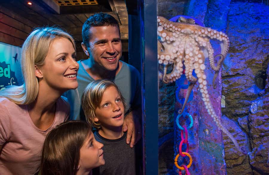Sunshine Coast: SEA LIFE Sunshine Coast Entry Ticket - Explore the Coastal Wreck Zone