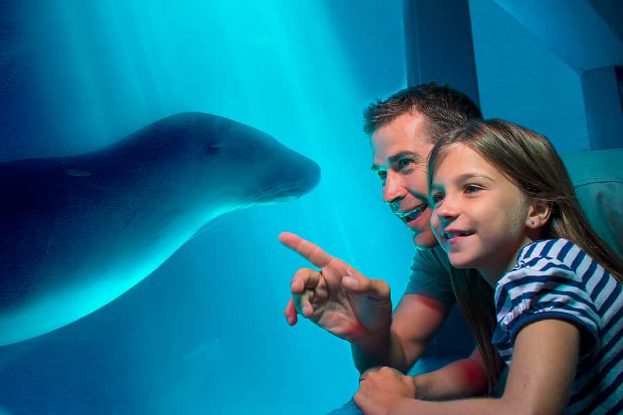 Sunshine Coast: SEA LIFE Sunshine Coast Entry Ticket - Start with the Ocean Tunnel