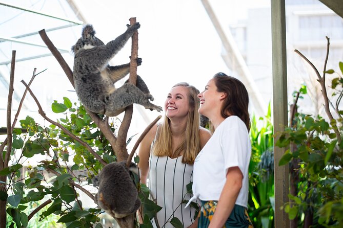 Sydney Attractions Pass: SEA LIFE Aquarium, Sydney Tower Eye, WILD LIFE Zoo and Madame Tussauds - Sydney Tower Eye at 250 metres