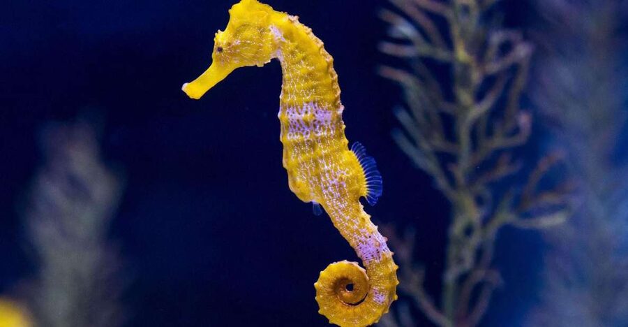 Tenerife: Gran Canaria Full-Day Guided Tour with Aquarium - Who should book this experience?