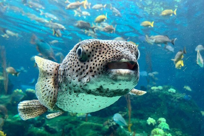 The Florida Aquarium in Tampa General Admission - Start with alligators on the Wetlands Trail