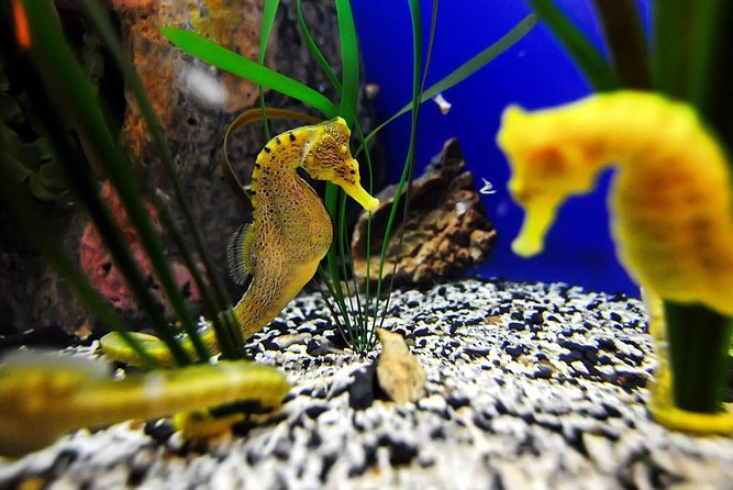 The Florida Aquarium in Tampa General Admission - Save time for Waves of Wonder