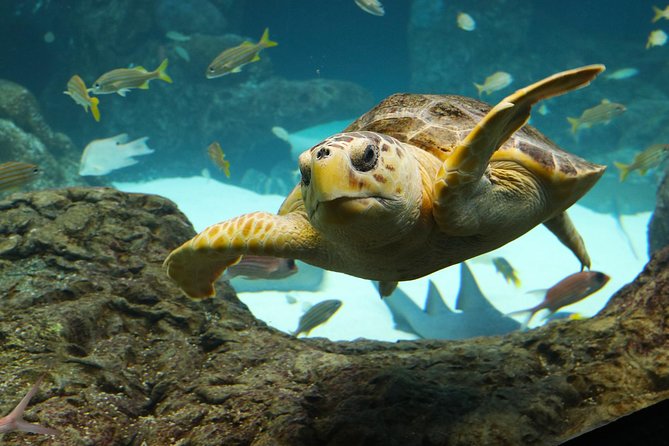 The Florida Aquarium in Tampa General Admission - Accessibility and comfort inside the building