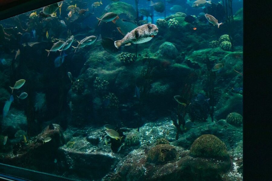 The Florida Aquarium Ticket - Is $36 a fair price?