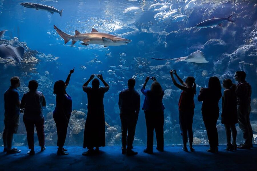 The Florida Aquarium Ticket - Save time for MORPHD and the adaptation story