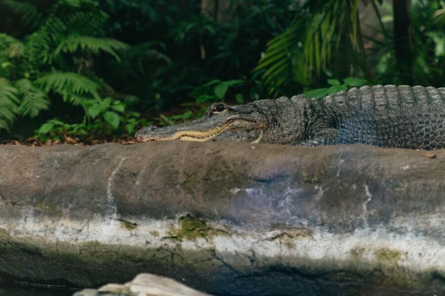 The Florida Aquarium Ticket - The Coral Reef Gallery is the visual centerpiece