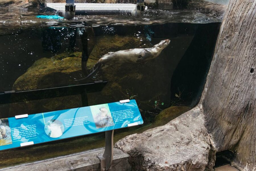 The Florida Aquarium Ticket - Look up for birds, then slow down for the smaller animals