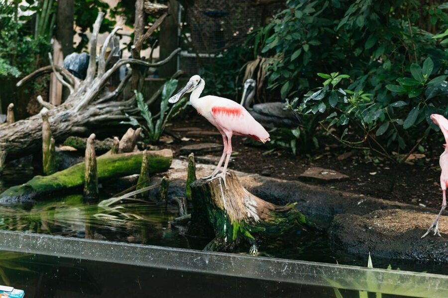 The Florida Aquarium Ticket - SeaTREK and the dolphin cruise are separate choices