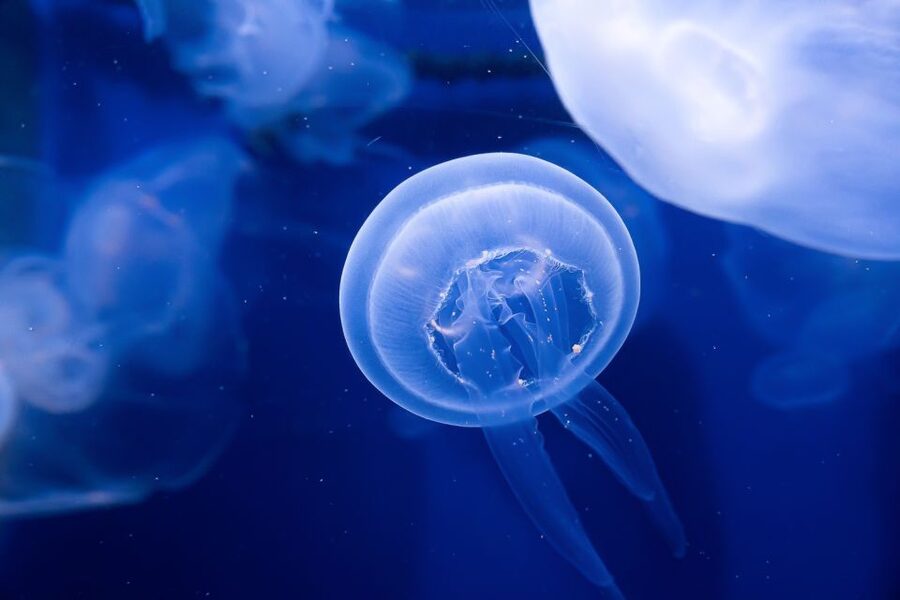 The Florida Aquarium Ticket - Start with Florida wildlife under the glass dome