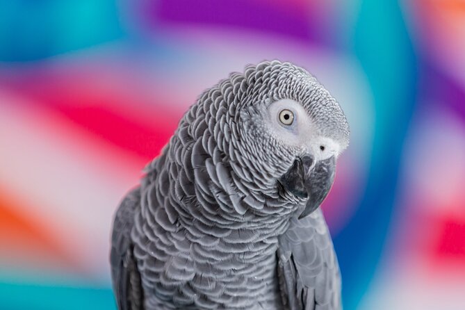 The National Aquarium Abu Dhabi Admission Tickets - Accessibility, health, and the small print