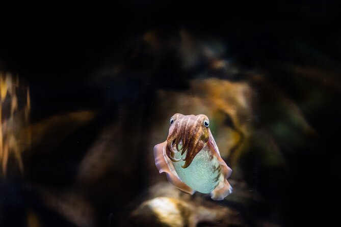 The National Aquarium Abu Dhabi Admission Tickets - Who should book this aquarium ticket?