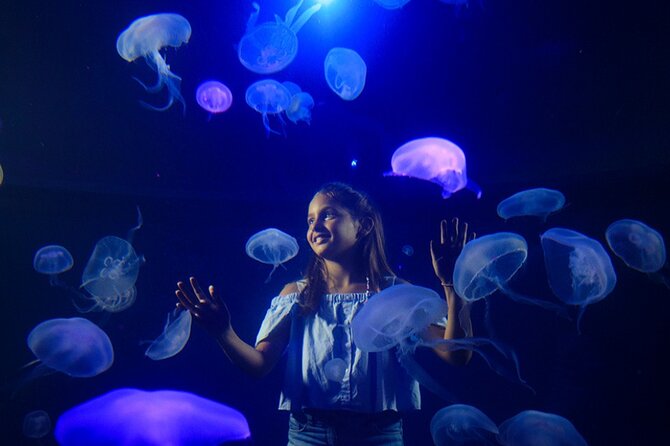 Ticket Palma Aquarium - The shark tank, feeding sessions, and whale film
