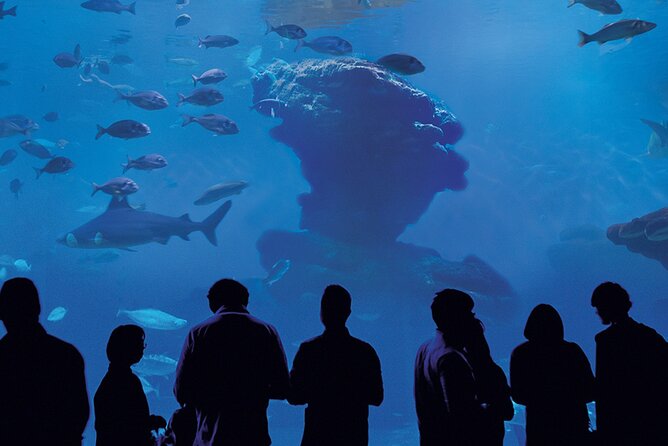 Ticket Palma Aquarium - A good hot-weather plan for families