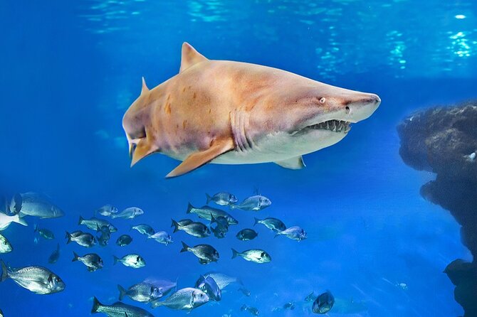 Ticket Palma Aquarium - Is the $36.55 price good value?